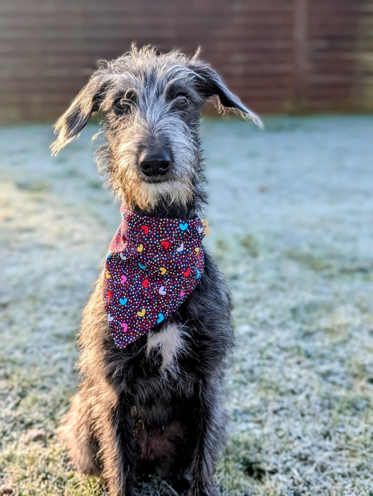 ‘Dotty About You’ Pet Bandana