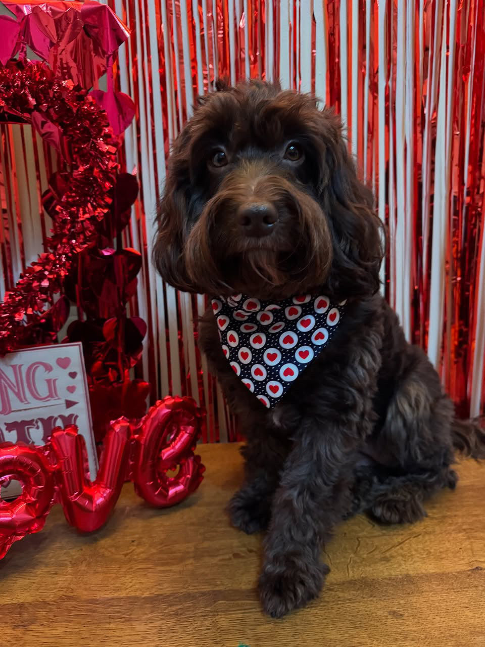 ‘Forever & Always’ Pet Bandana