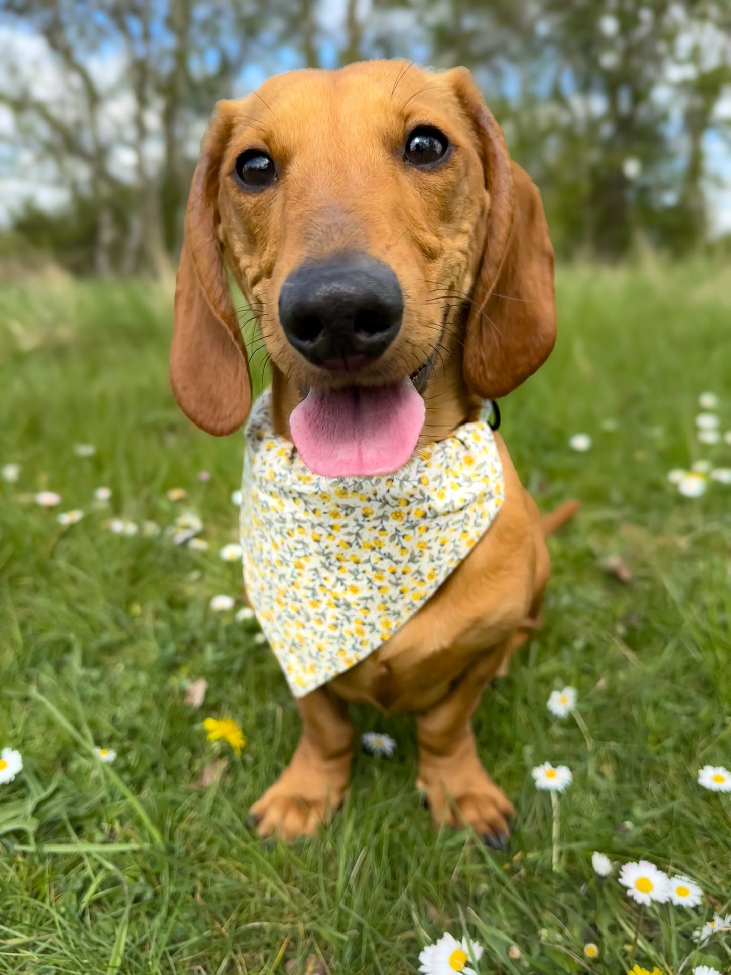 ‘Spring Flowers’ Pet Bandana