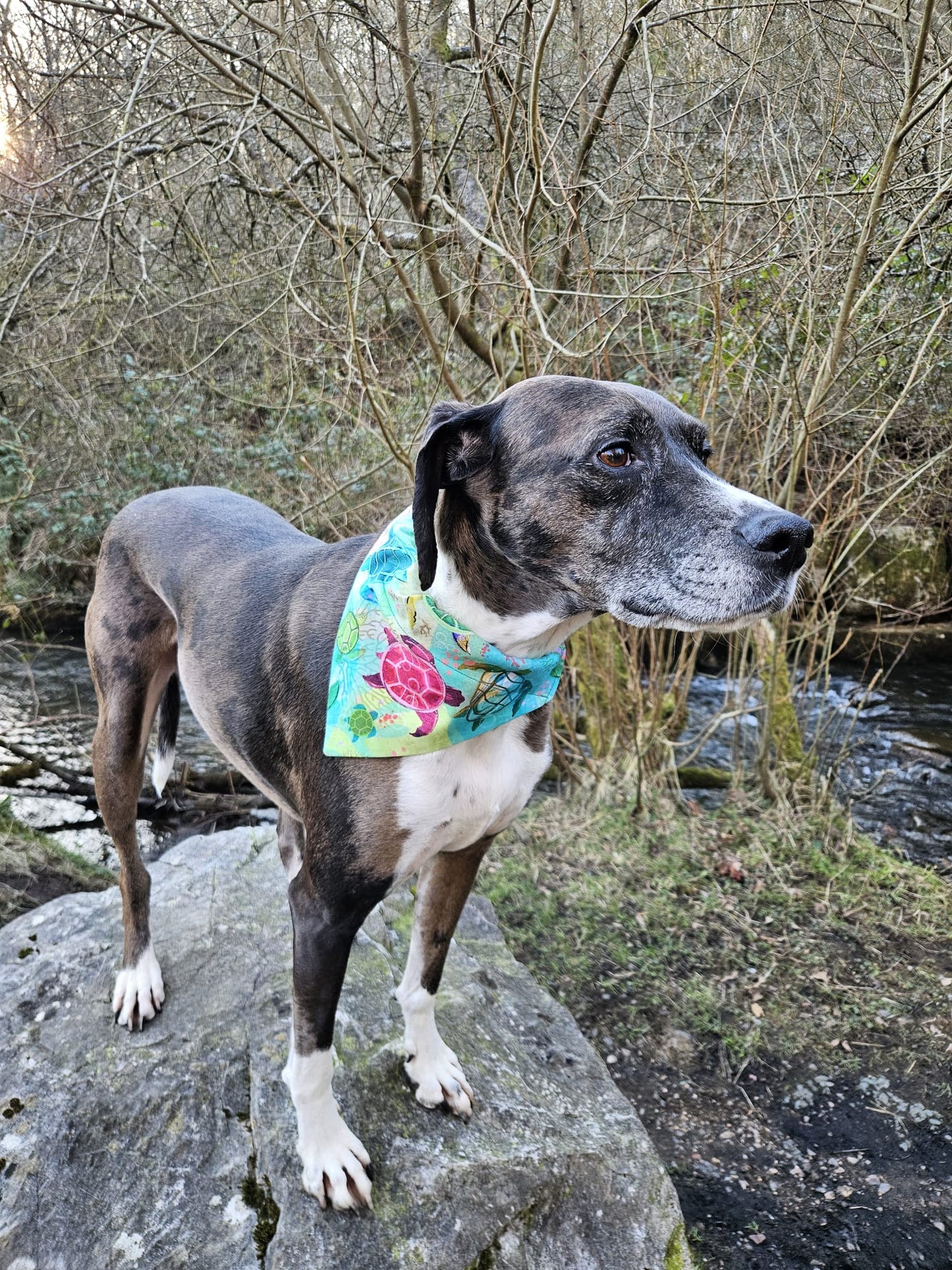 ‘Turtley Awesome’ Pet Bandana
