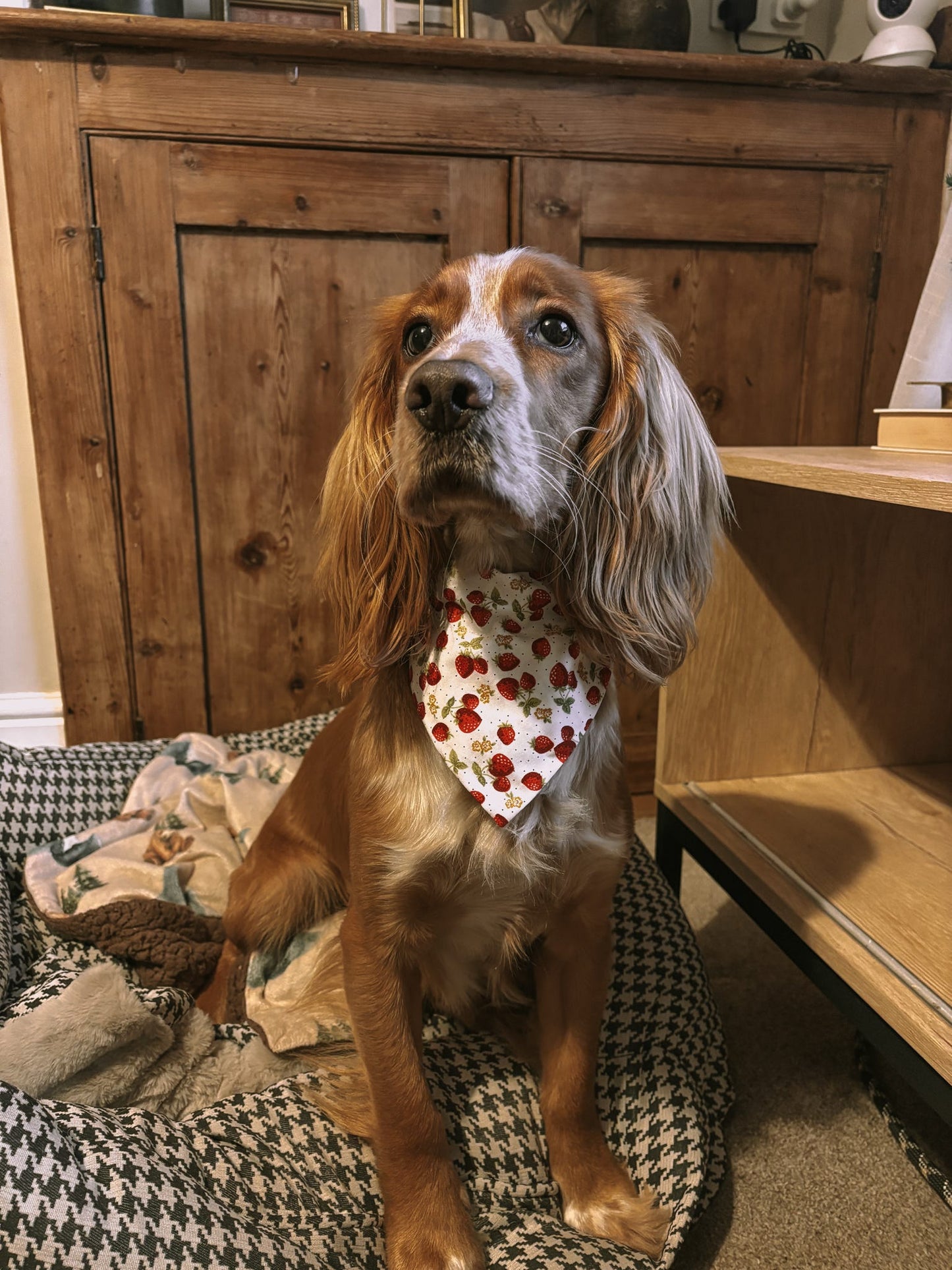 Strawberries & Cream Pet Bandana