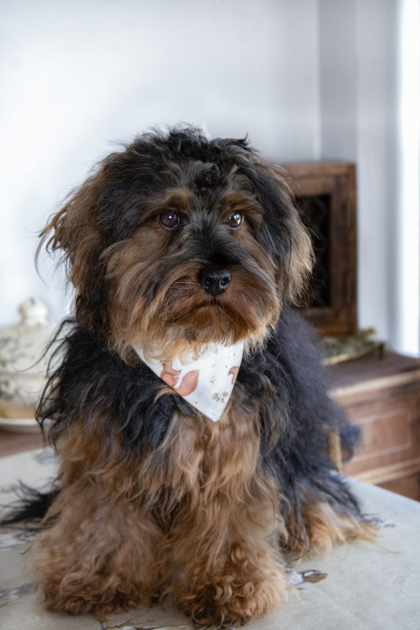 ‘Squirrel Patrol’ Dog Bandana/Cat Bandana