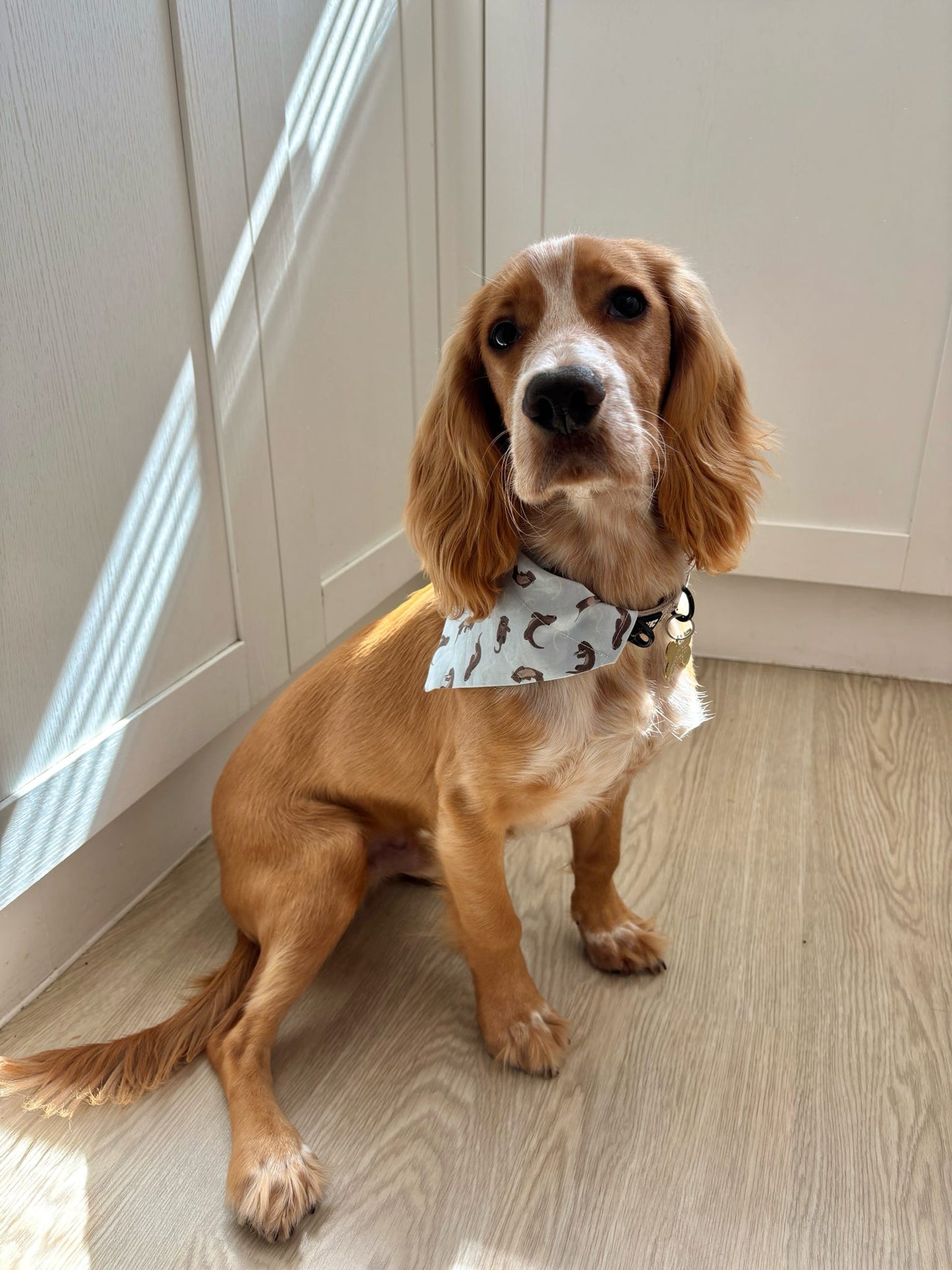 ‘Otterly Adorable’ Pet Bandana