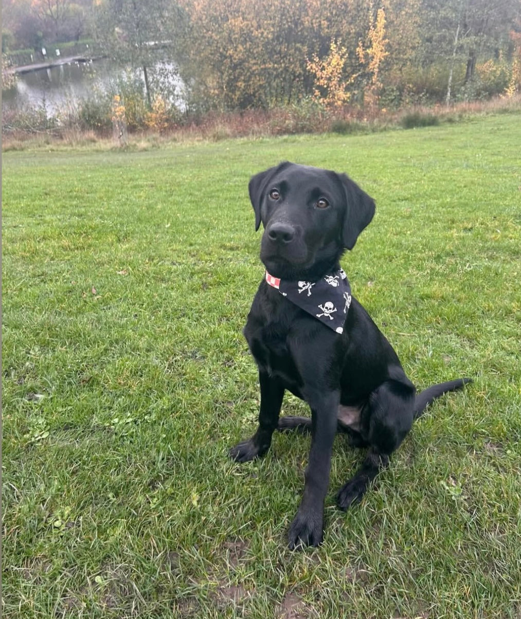 Skull & Crossbones Dog Bandana / Cat Bandana ☠️