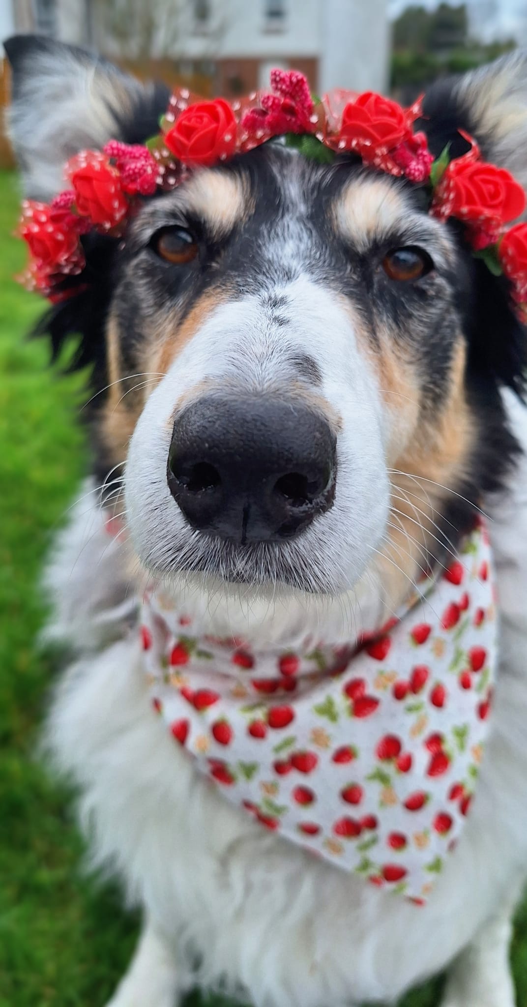 Strawberries & Cream Pet Bandana