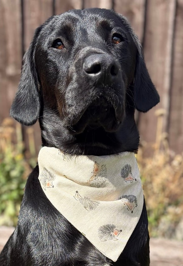 Hedgehog - Dog Bandana / Cat Bandana