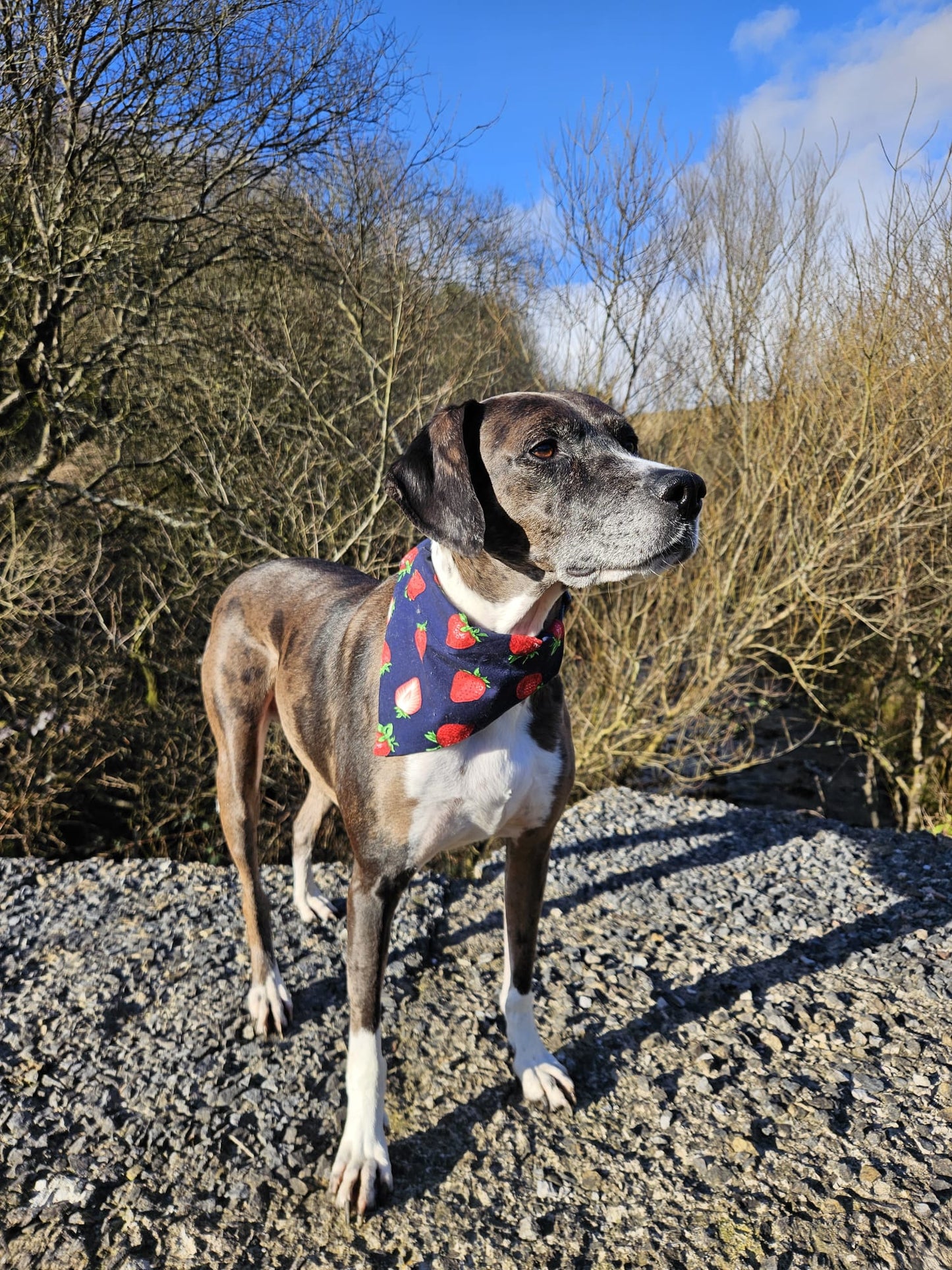‘Berry Sweet’ Pet Bandana
