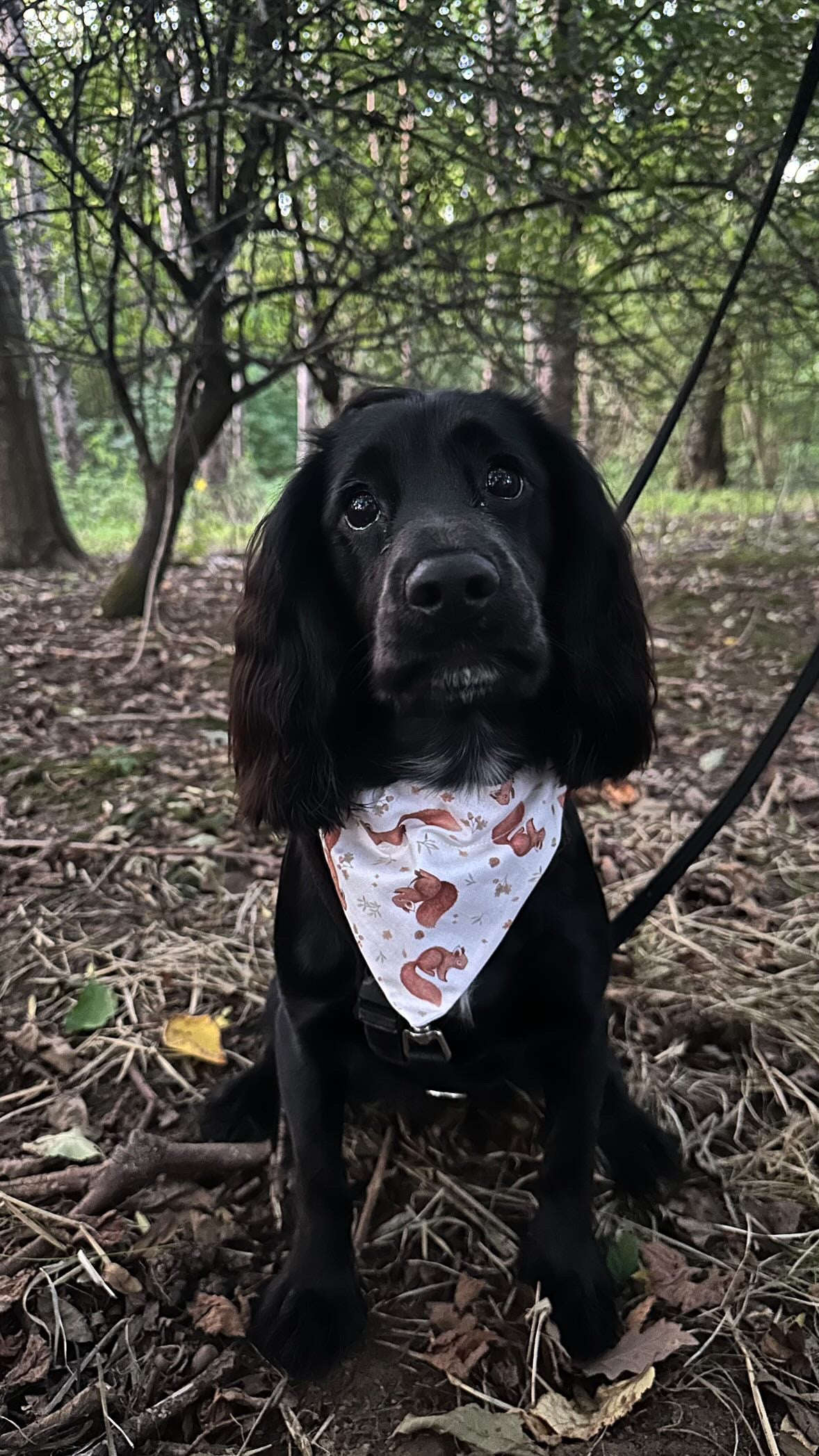 ‘Squirrel Patrol’ Dog Bandana/Cat Bandana