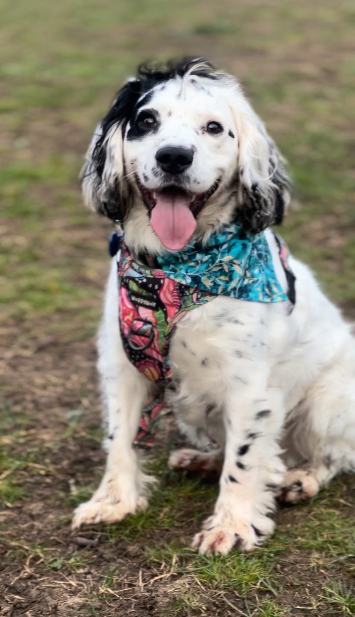 Winter Leaves Pet Bandana