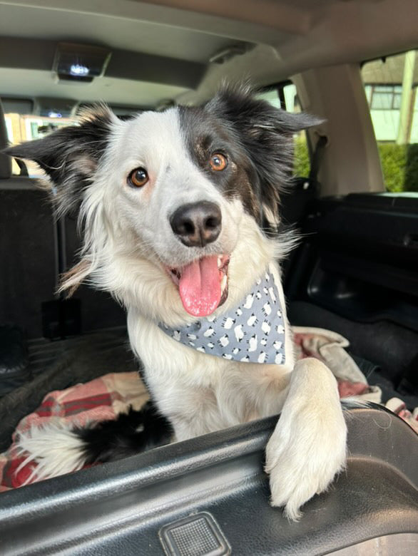 ‘Just For Ewe’ Pet Bandana