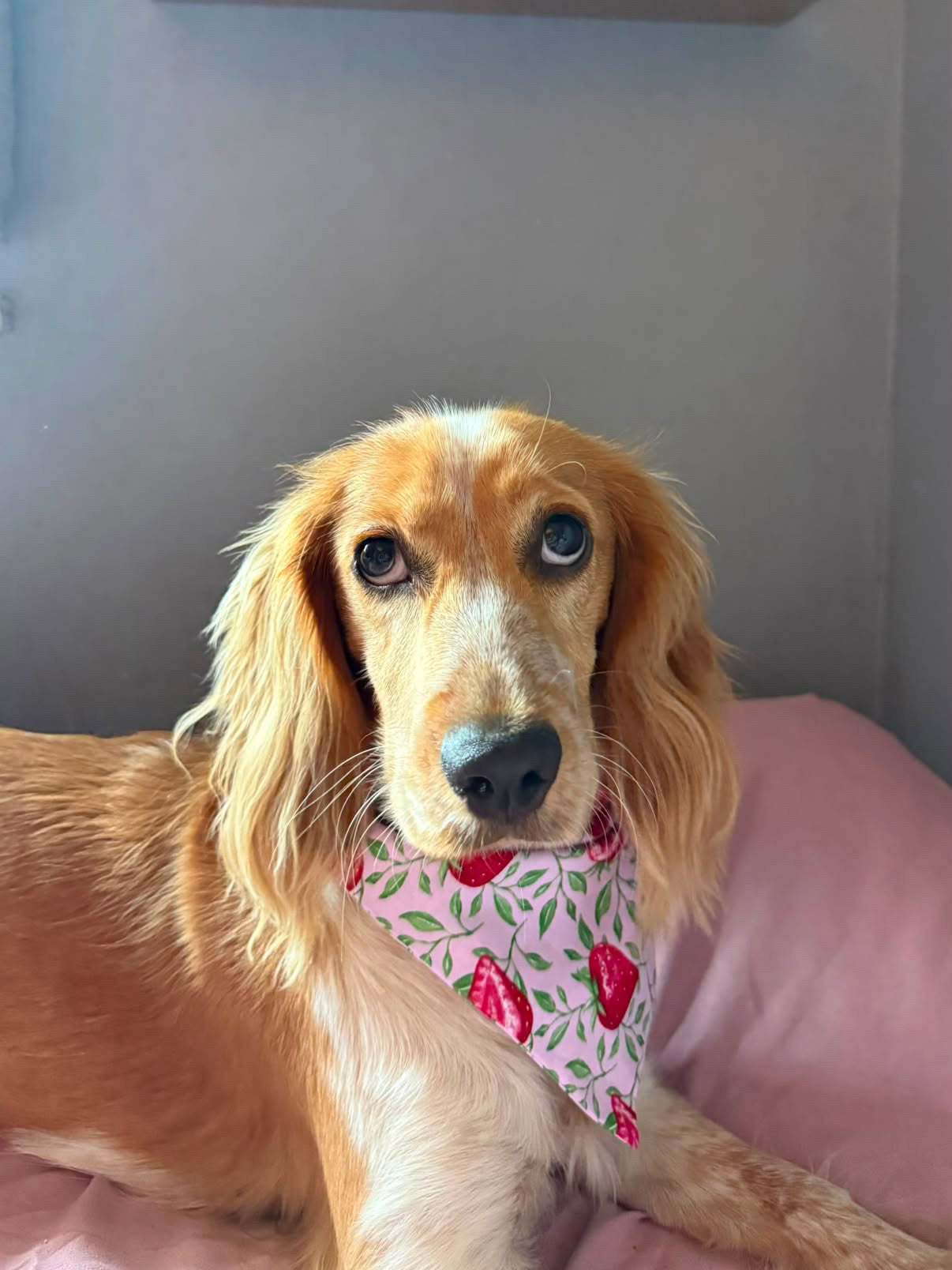 Strawberry Season Dog Bandana / Cat Bandana