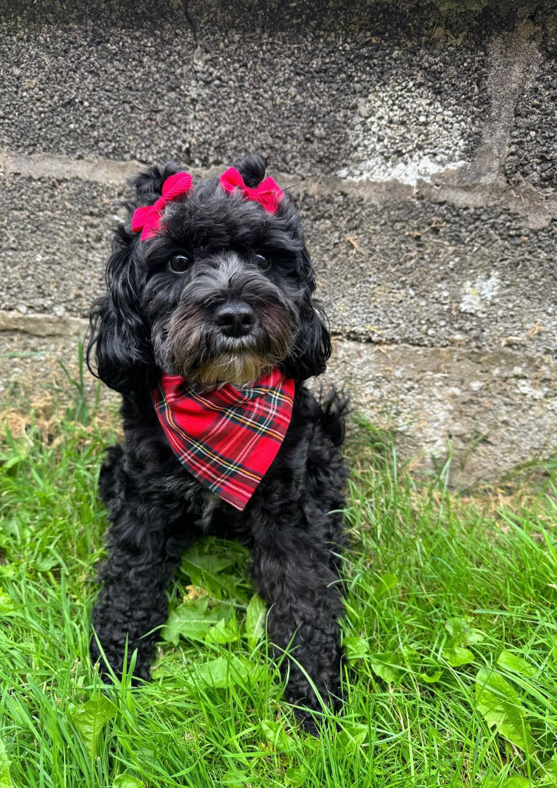 ‘Classic Red’ Tartan Pet Bandana