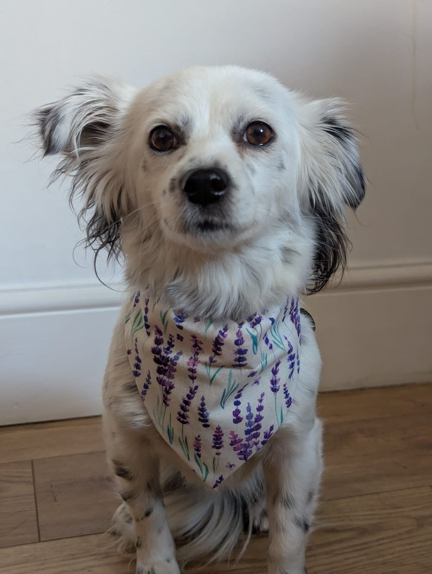 Lavender Haze Dog Bandana / Cat Bandana