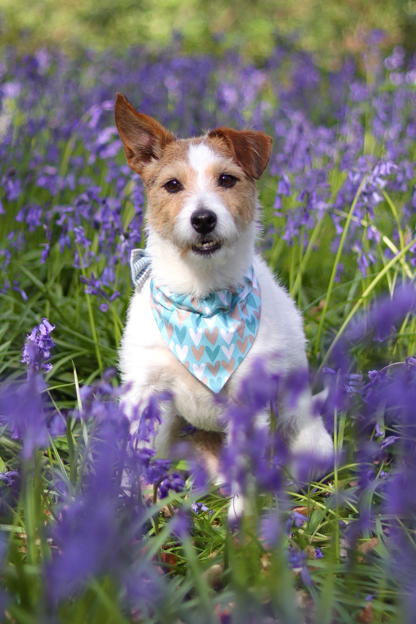 Follow Your Heart (Blue) Dog Bandana / Cat Bandana