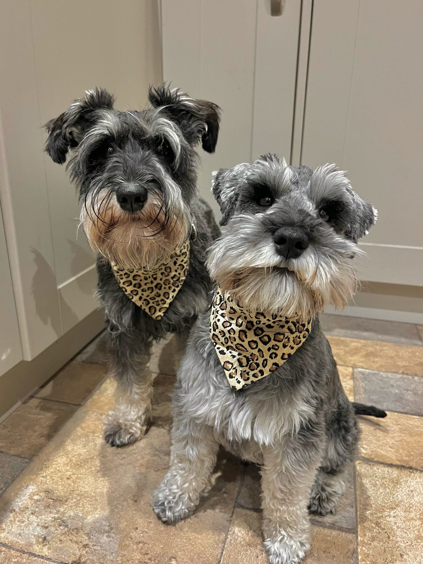 ‘Going Wild’ Pet Bandana