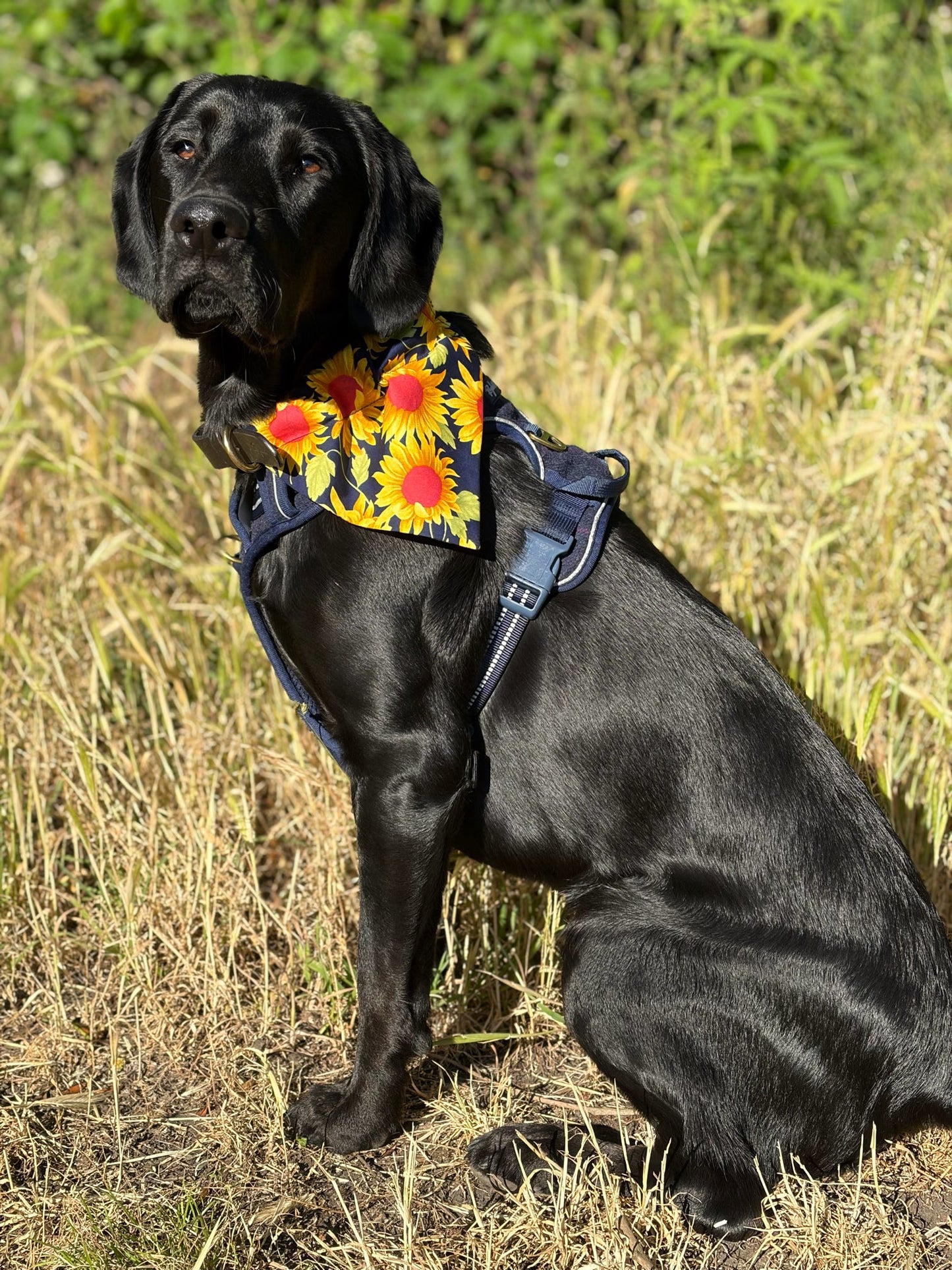 Chasing The Sun’ Pet Bandana