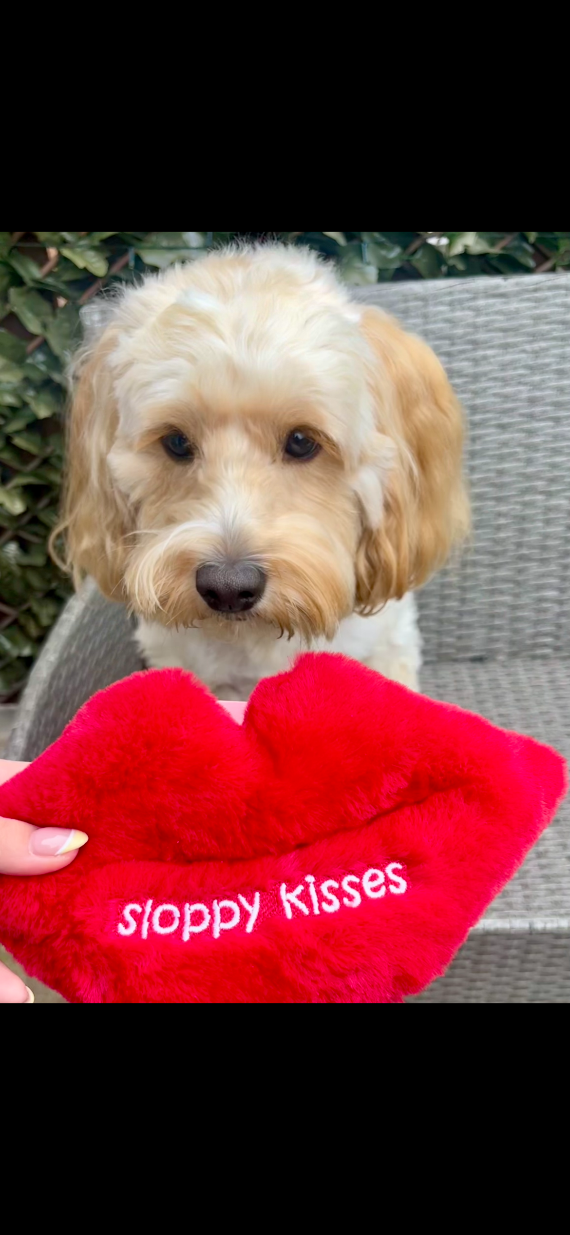 ‘Sloppy Kisses’ Dog Toy