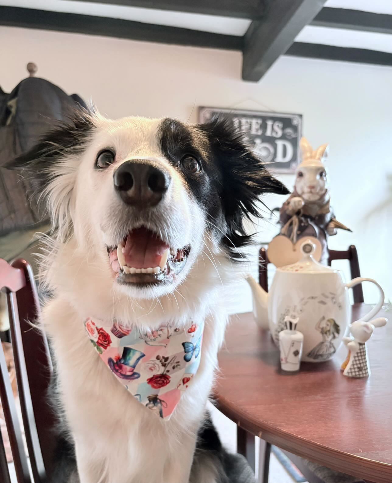 Tea Pawty Dog Bandana / Cat Bandana