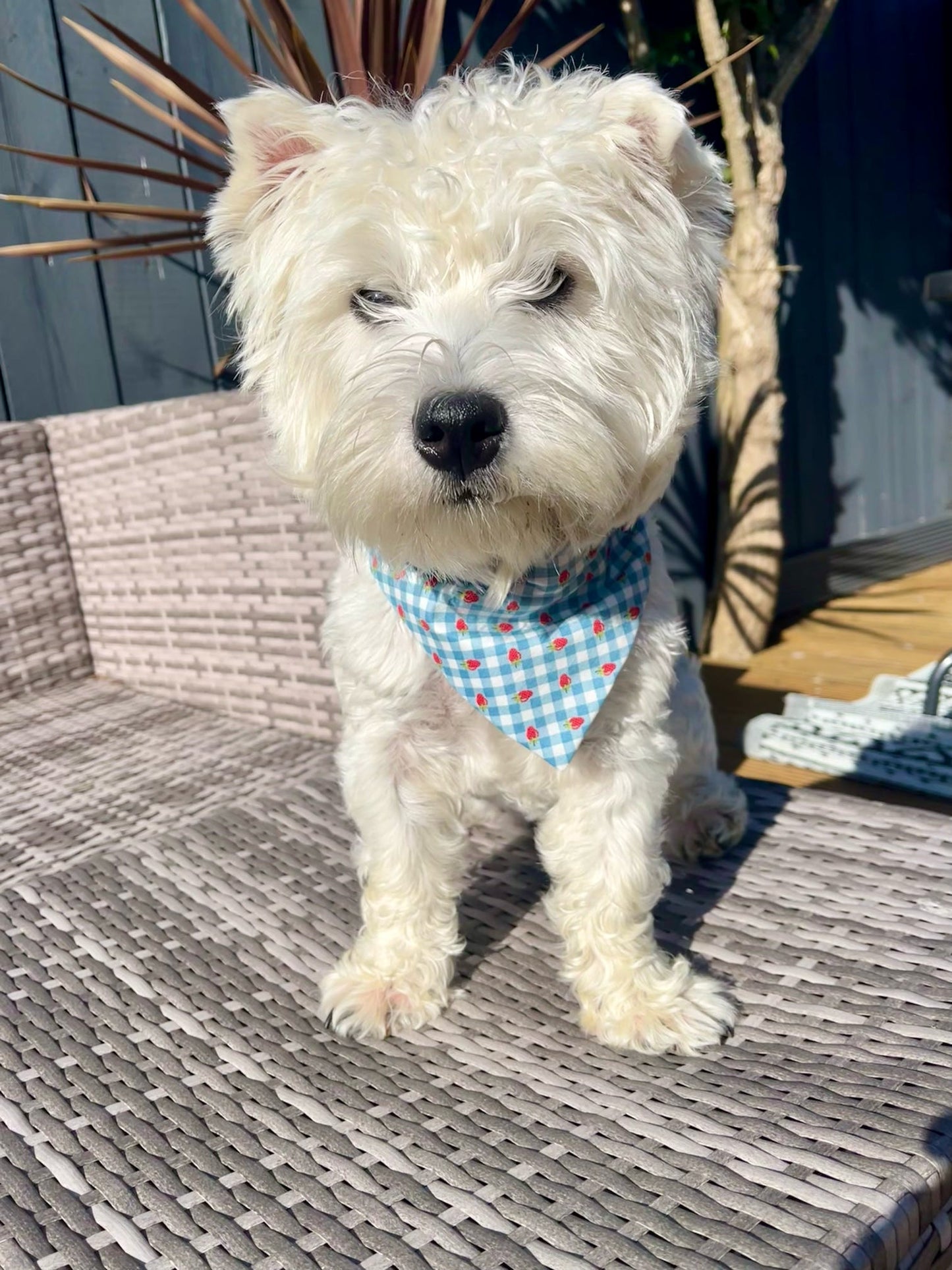 ‘Strawberry Picnic’ Pet Bandana