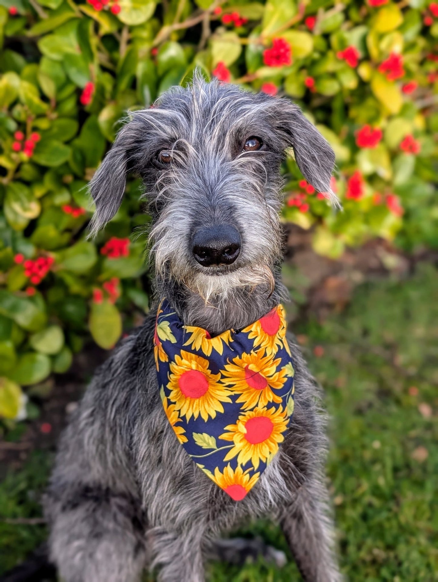 Chasing The Sun’ Pet Bandana
