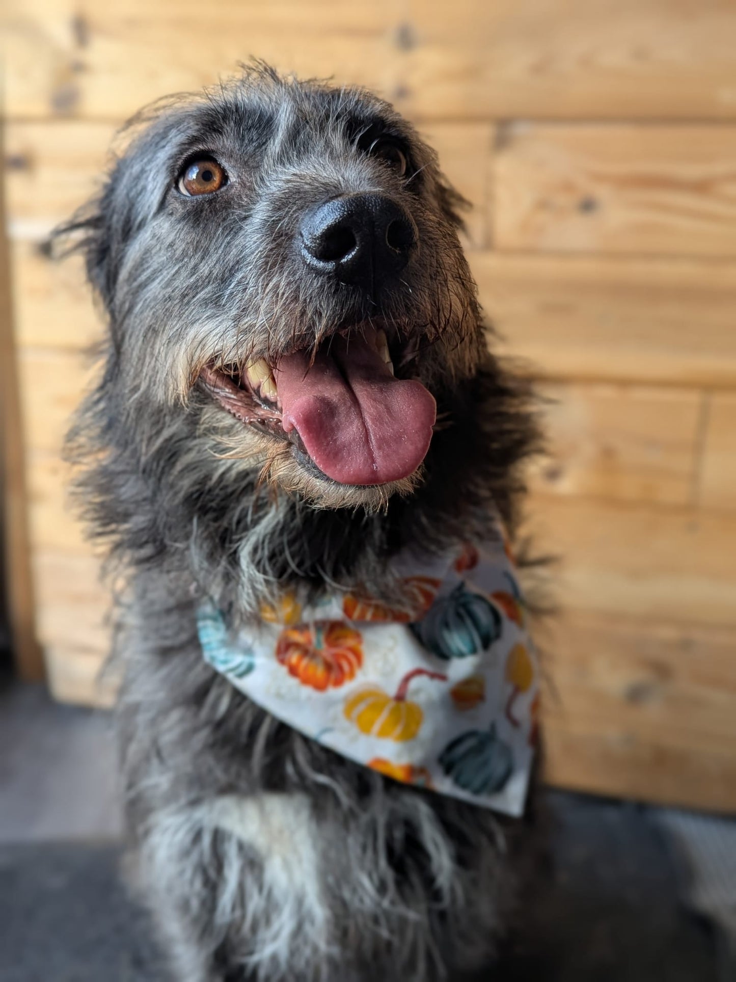 ‘Autumn Pumpkins’ Dog Bandana / Cat Bandana