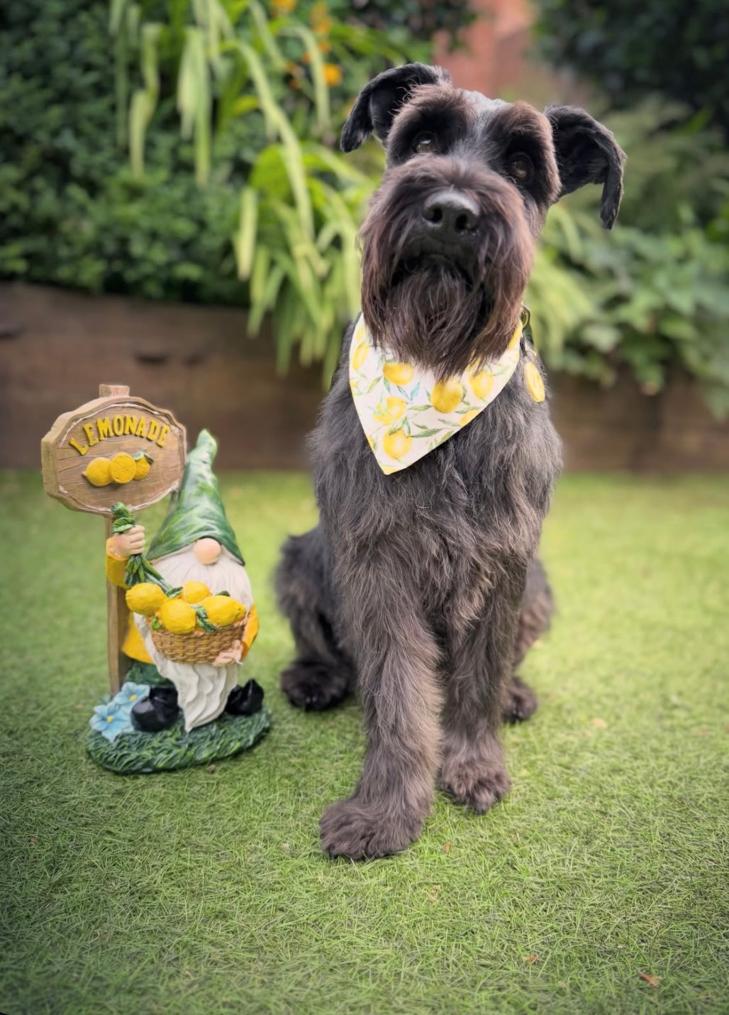 Amalfi Lemon 🍋 Dog Bandana / Cat Bandana