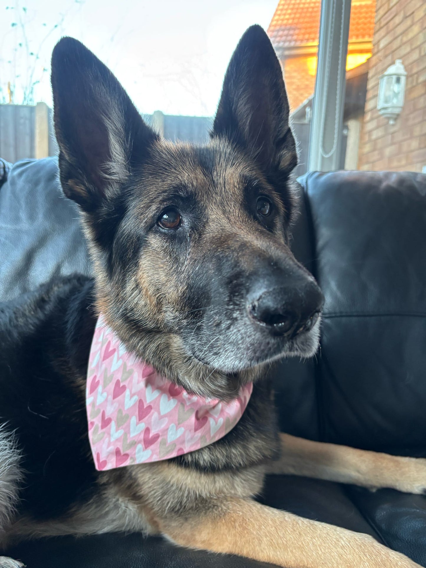 Follow Your Heart (Pink) Dog Bandana / Cat Bandana