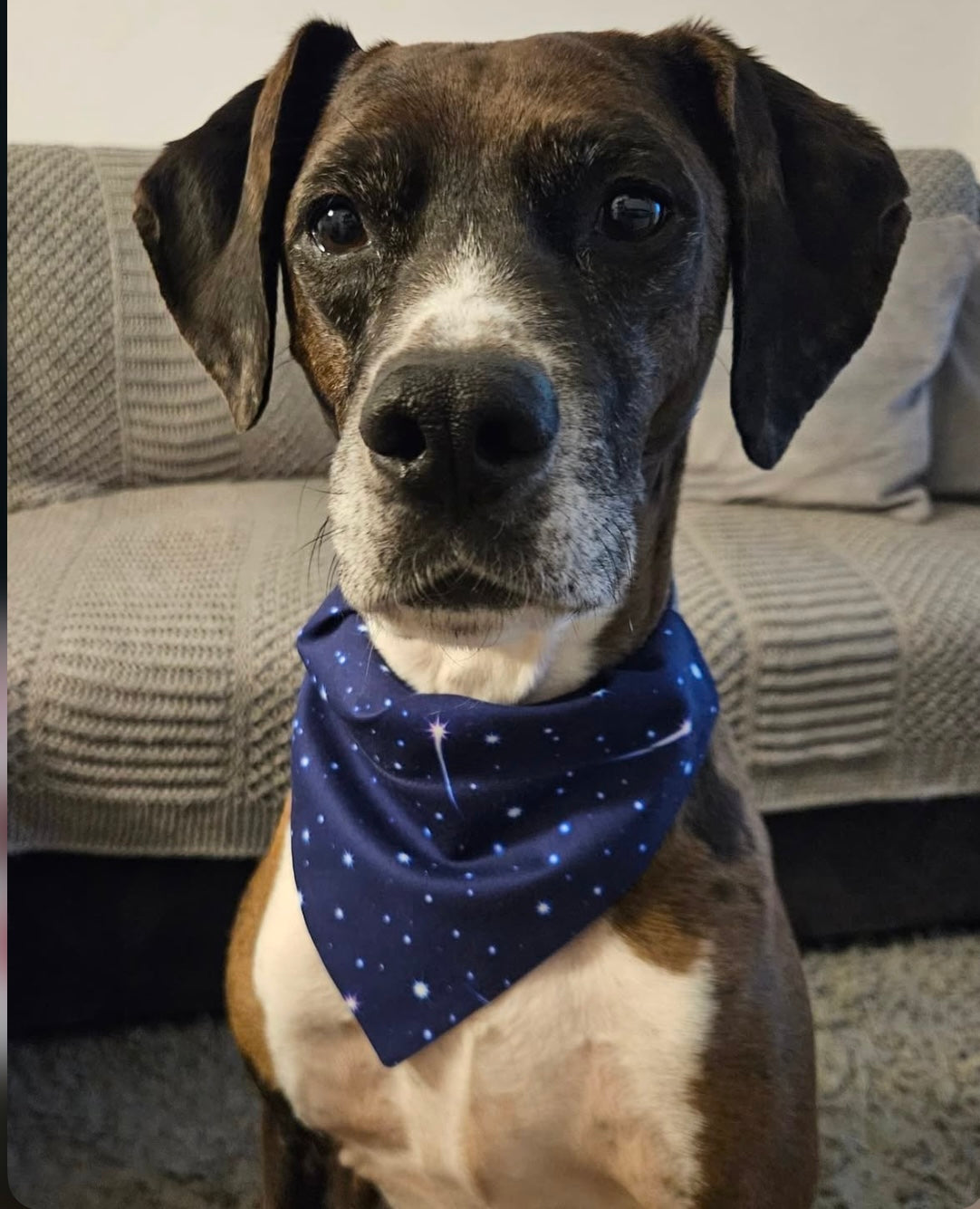 ‘Sky Full Of Stars’ Pet Bandana