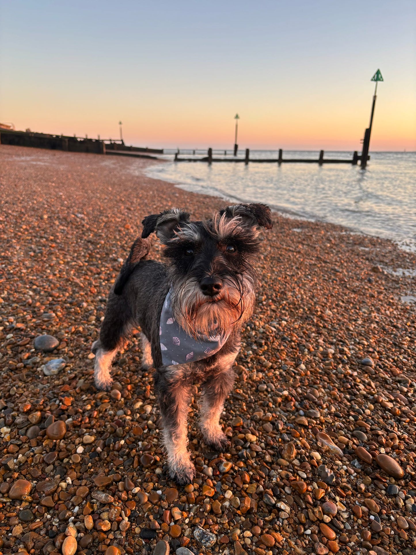 'Shell Yeah!' (Grey) Pet Bandana