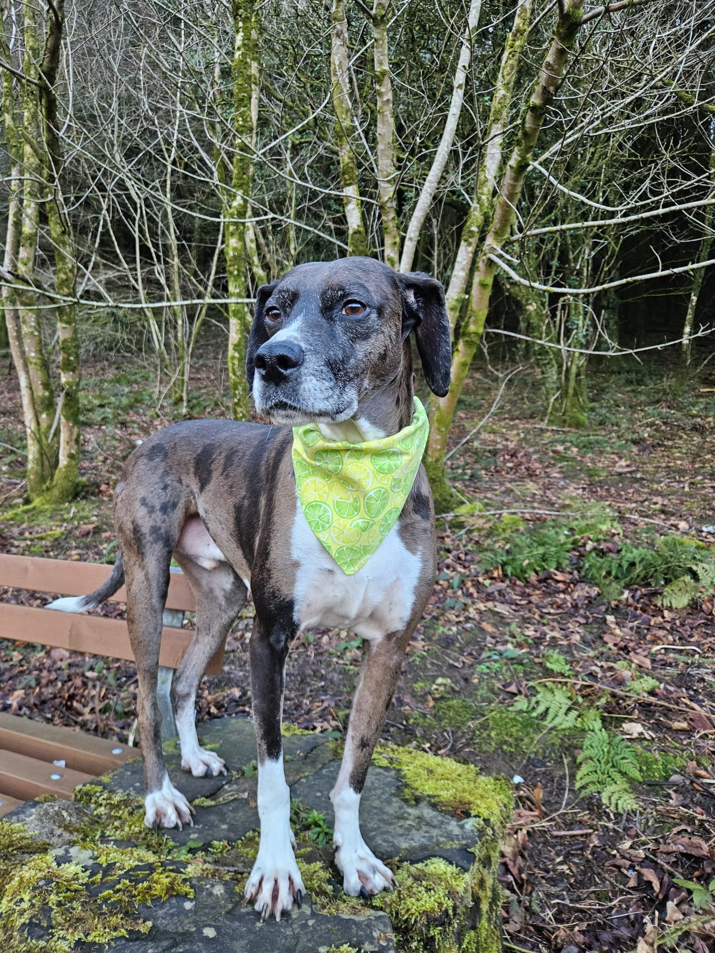 ‘Zest To Impress’ Pet Bandana