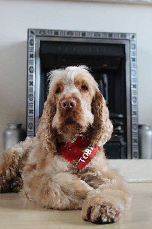 ‘Candy Cane Lane’ Pet Bandana