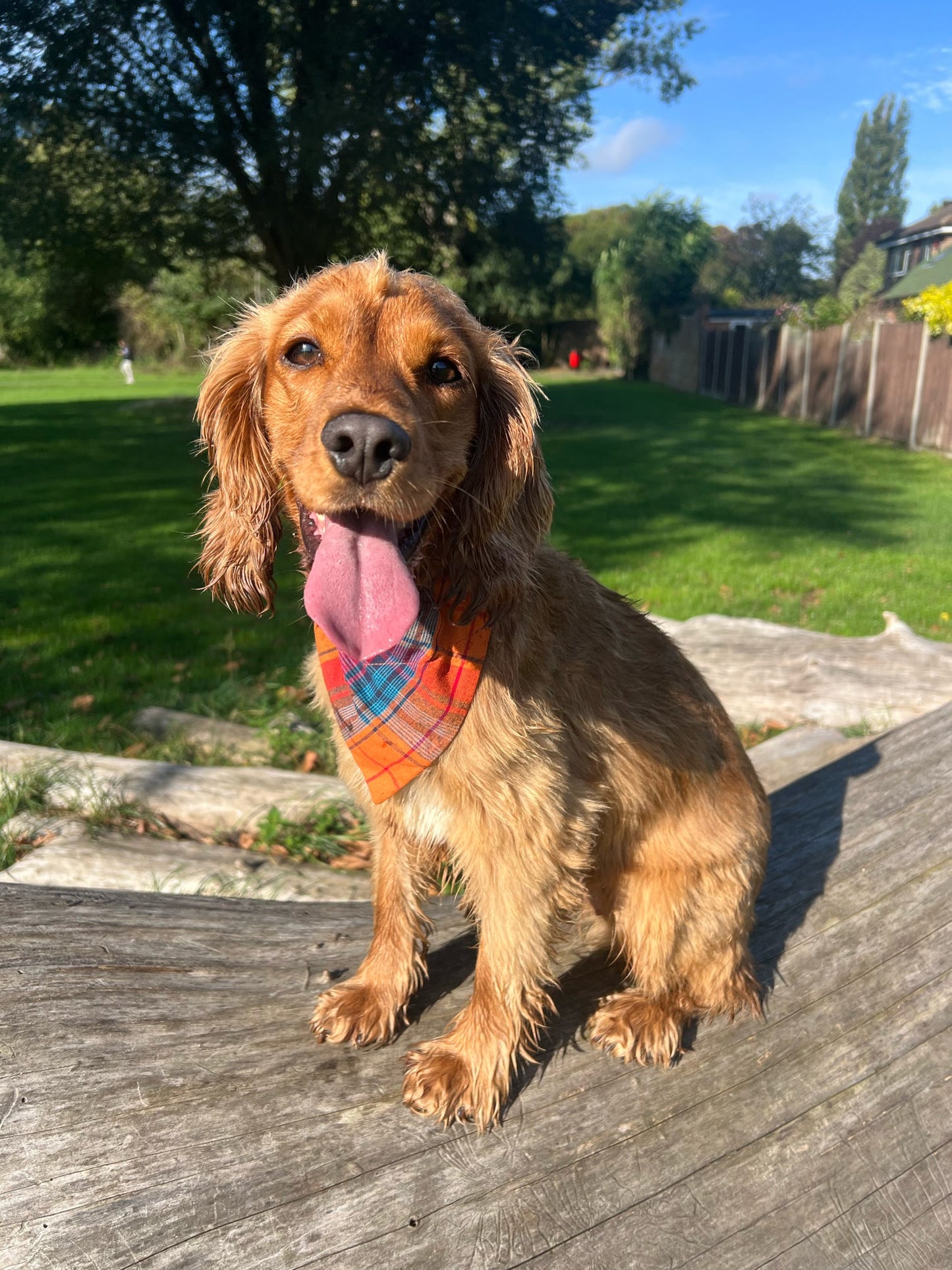 Autumn Aura Dog Bandana / Cat Bandana