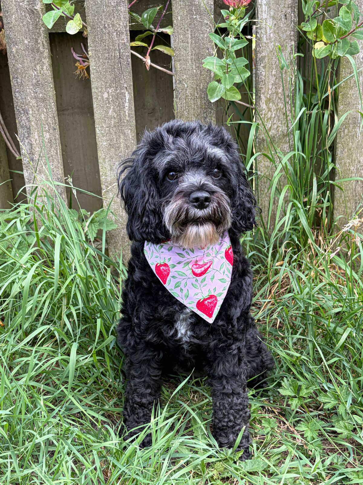 Strawberry Season Dog Bandana / Cat Bandana