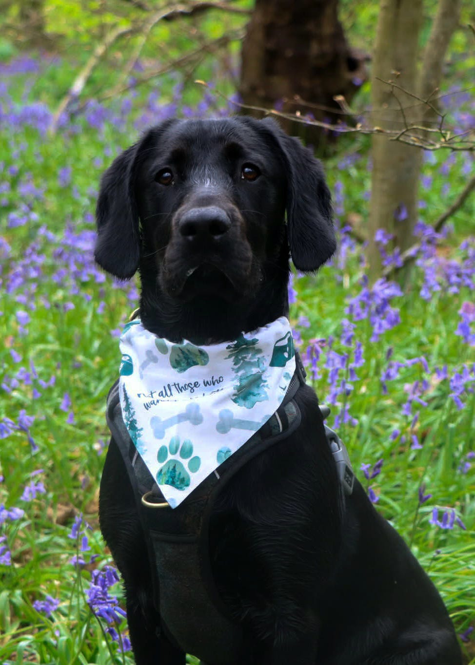 Wild Wanderer Dog Bandana / Cat Bandana