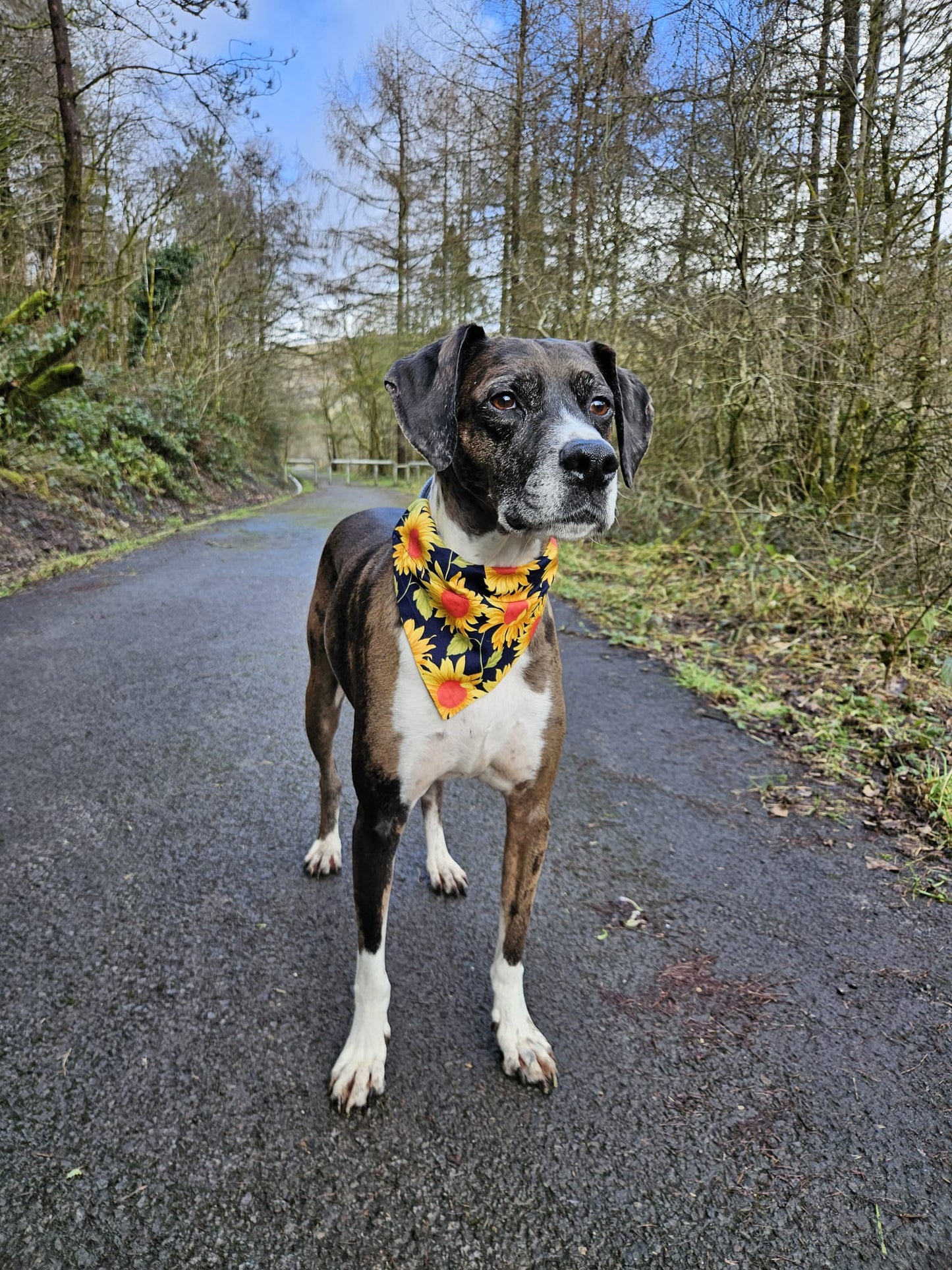 Chasing The Sun’ Pet Bandana