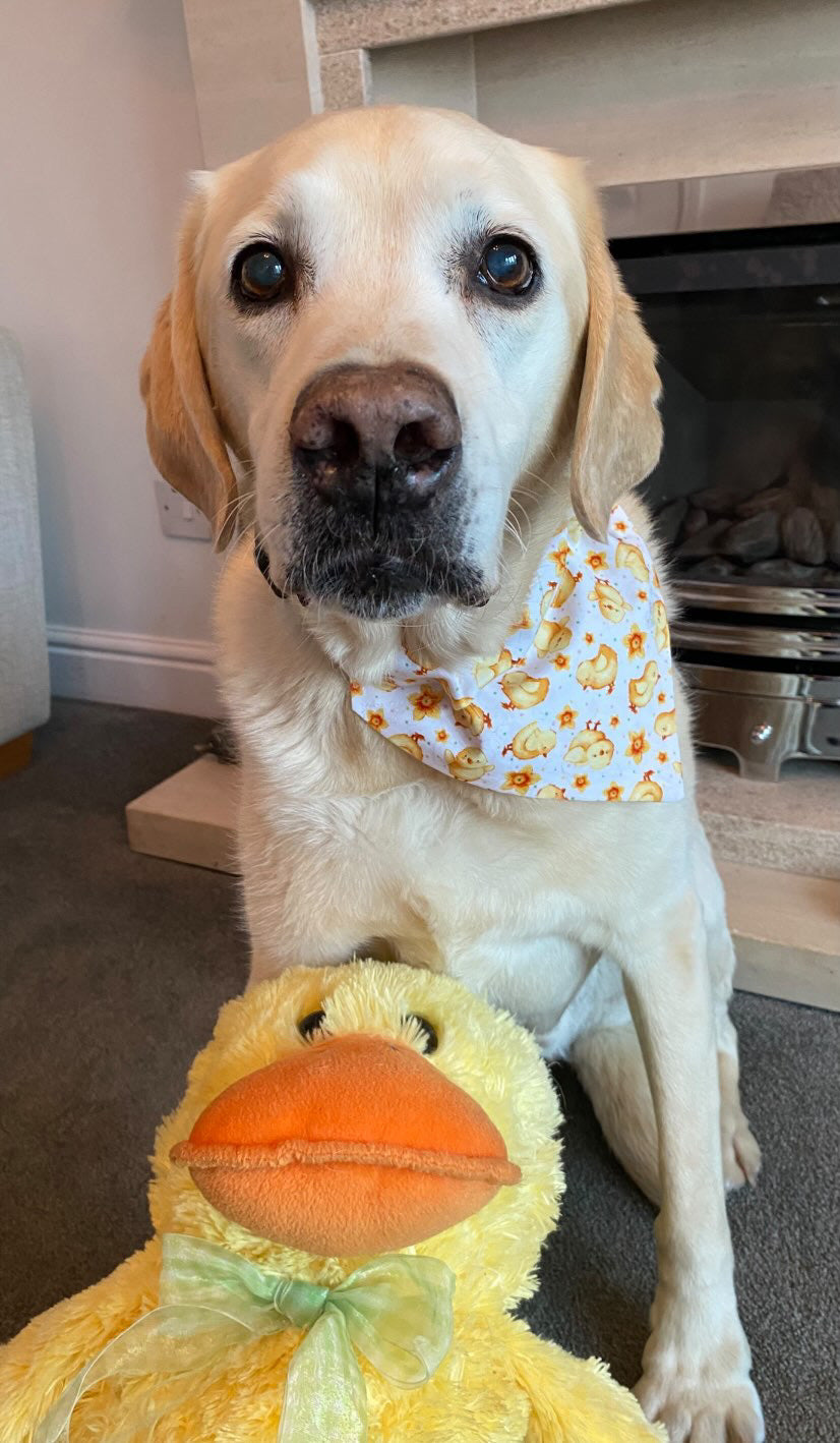 ‘Spring Chicks’ Pet Bandana