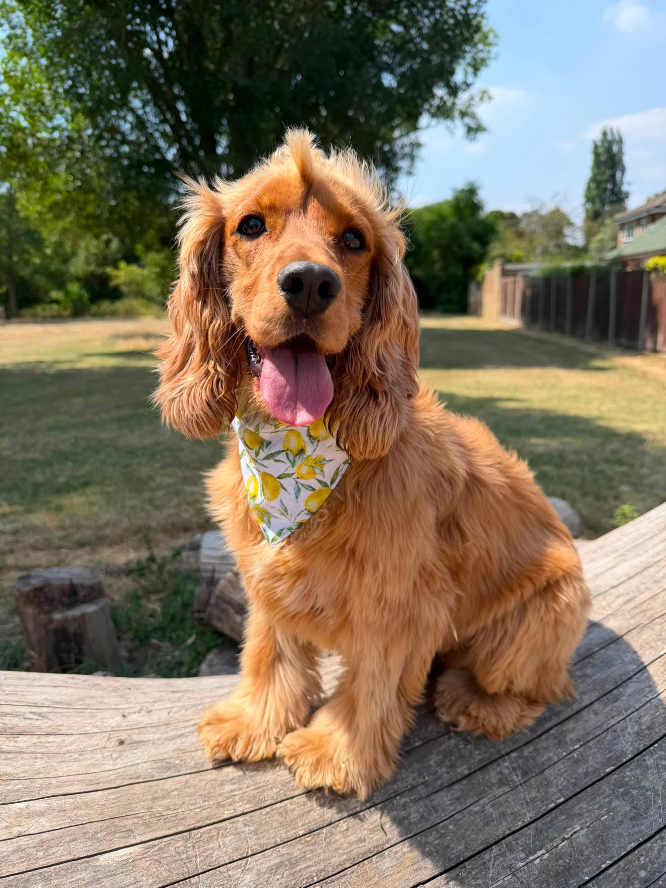 Amalfi Lemon 🍋 Dog Bandana / Cat Bandana