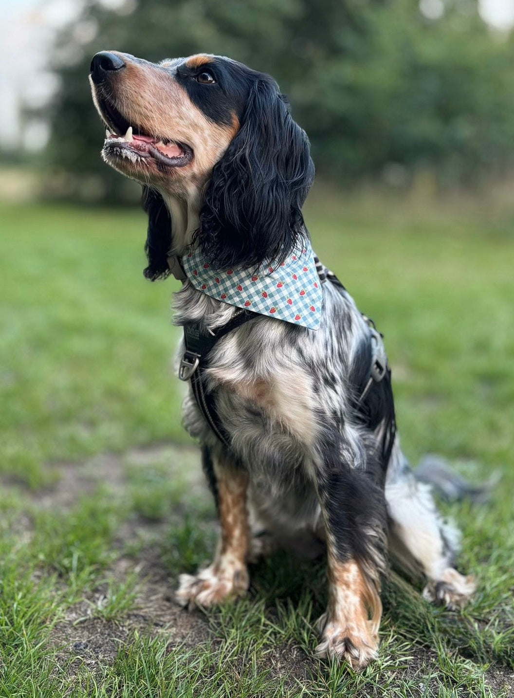 ‘Strawberry Picnic’ Pet Bandana