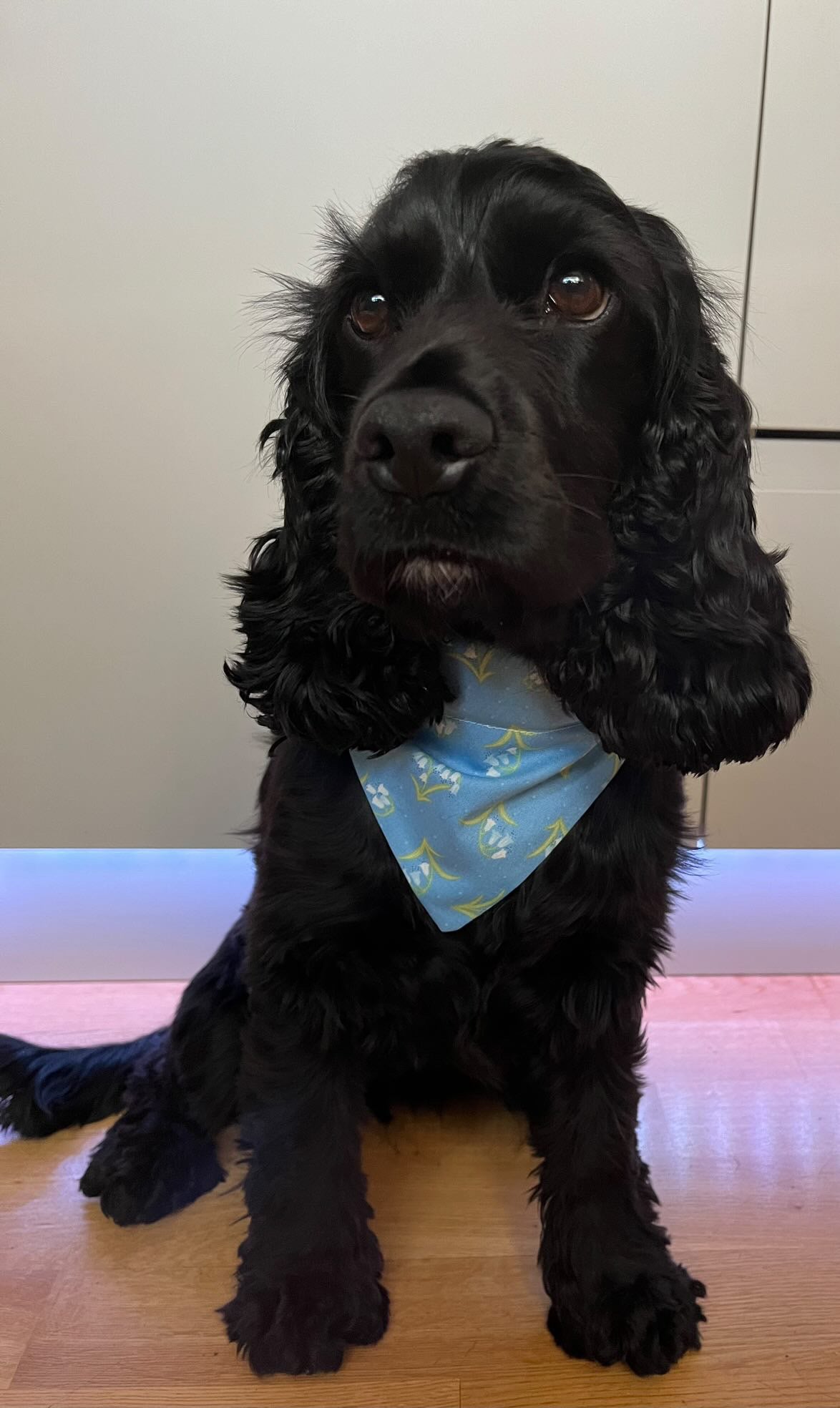 ‘Bluebell Woods’ Pet Bandana