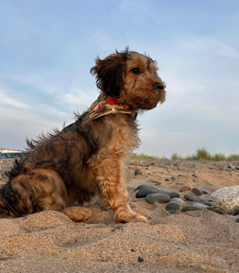 ‘Sandy Paws’ Dog Bandana / Cat Bandana