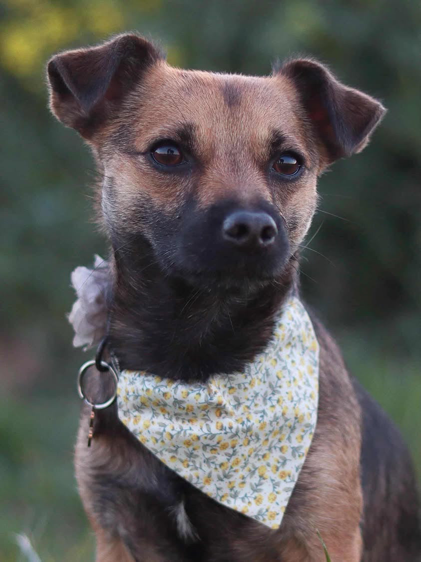 ‘Spring Flowers’ Pet Bandana