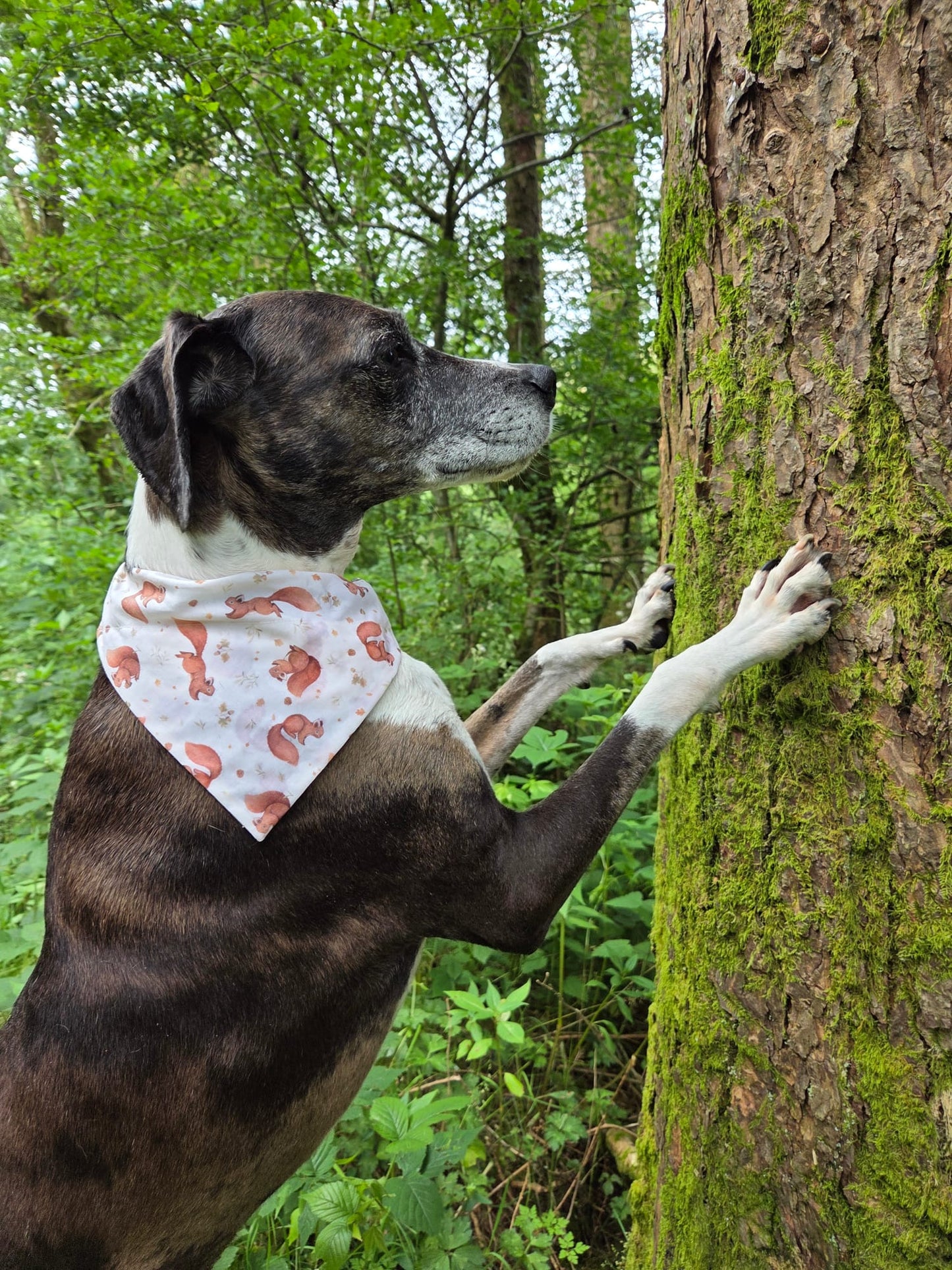 ‘Squirrel Patrol’ Dog Bandana/Cat Bandana