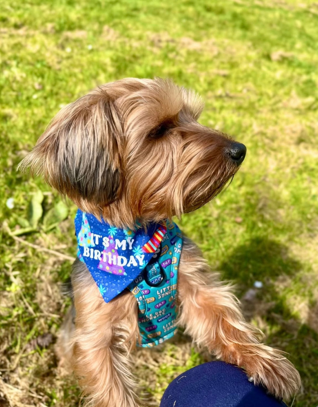 Birthday Bandana 🎉🥳