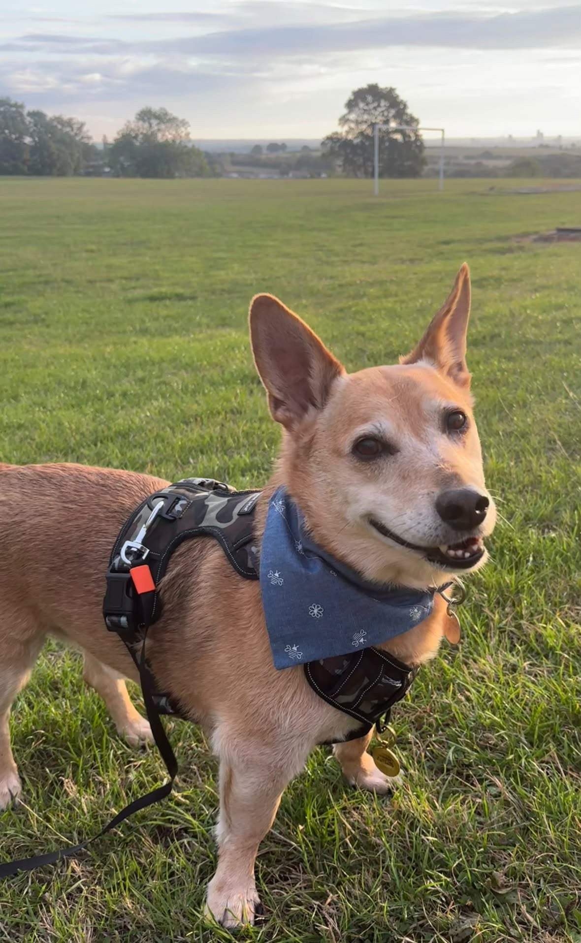 Denim Dreams Dog Bandana / Cat Bandana