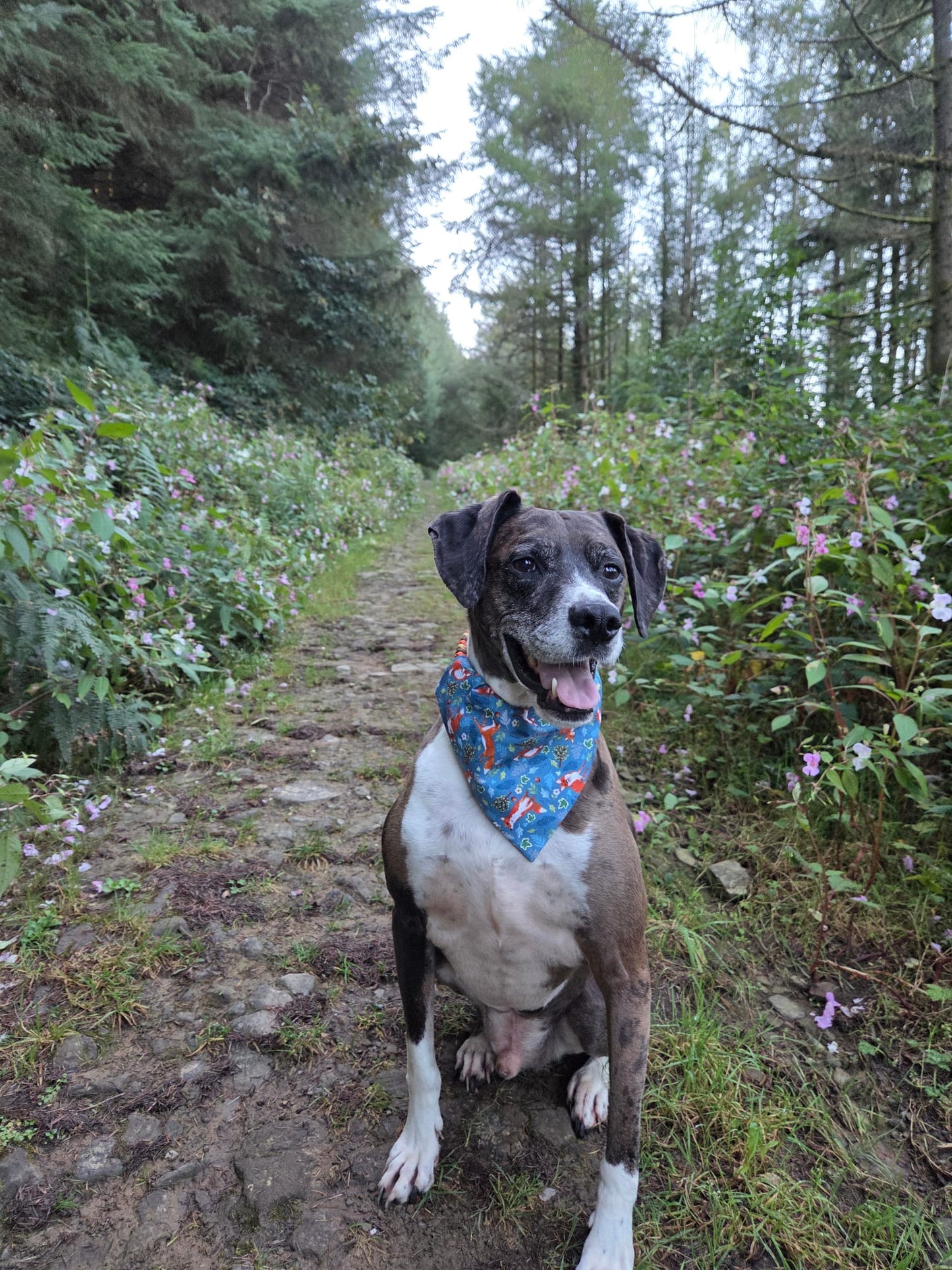 ‘Foxy’ Dog Bandana / Cat Bandana