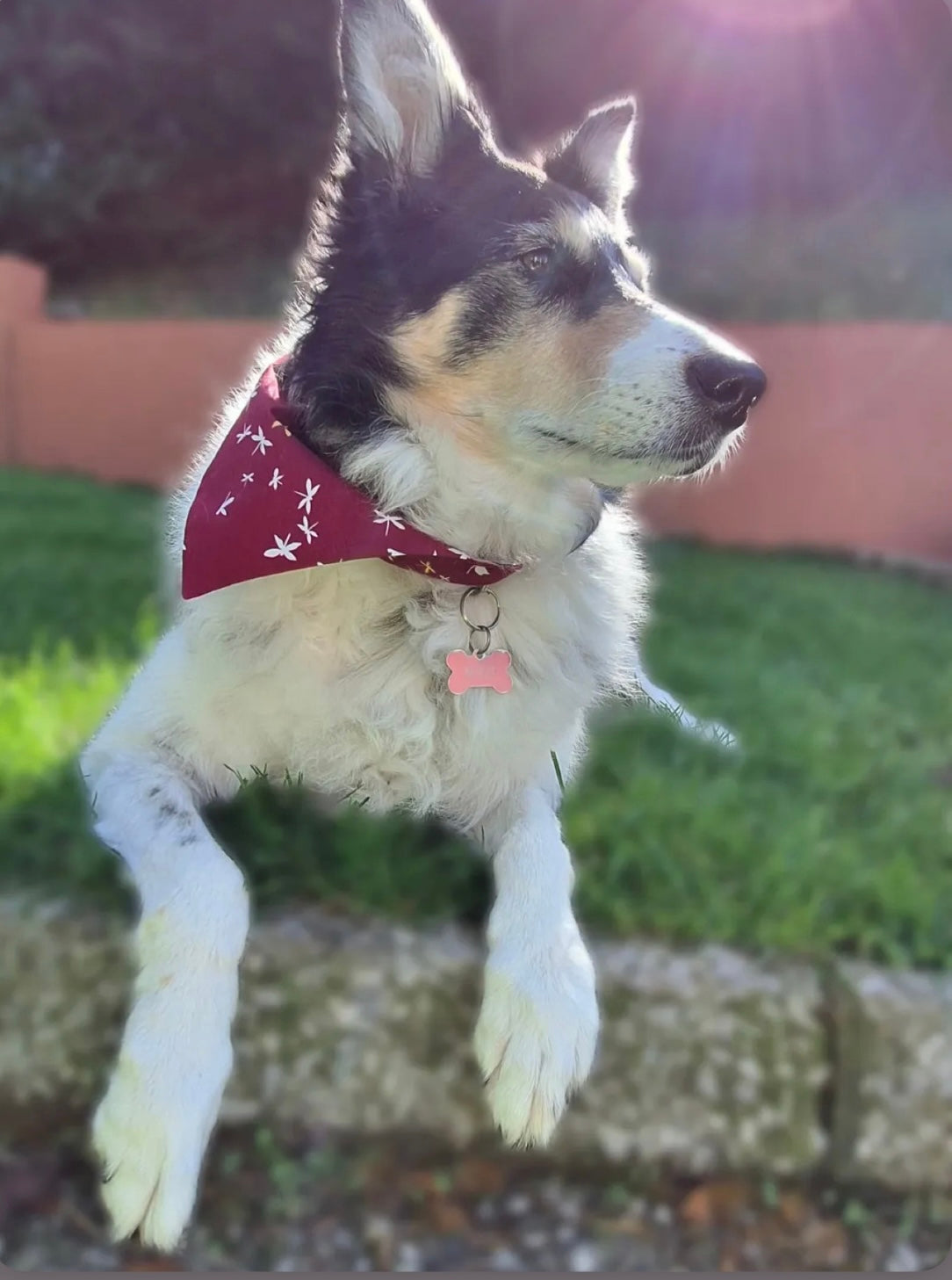 ‘Fly High’ Pet Bandana