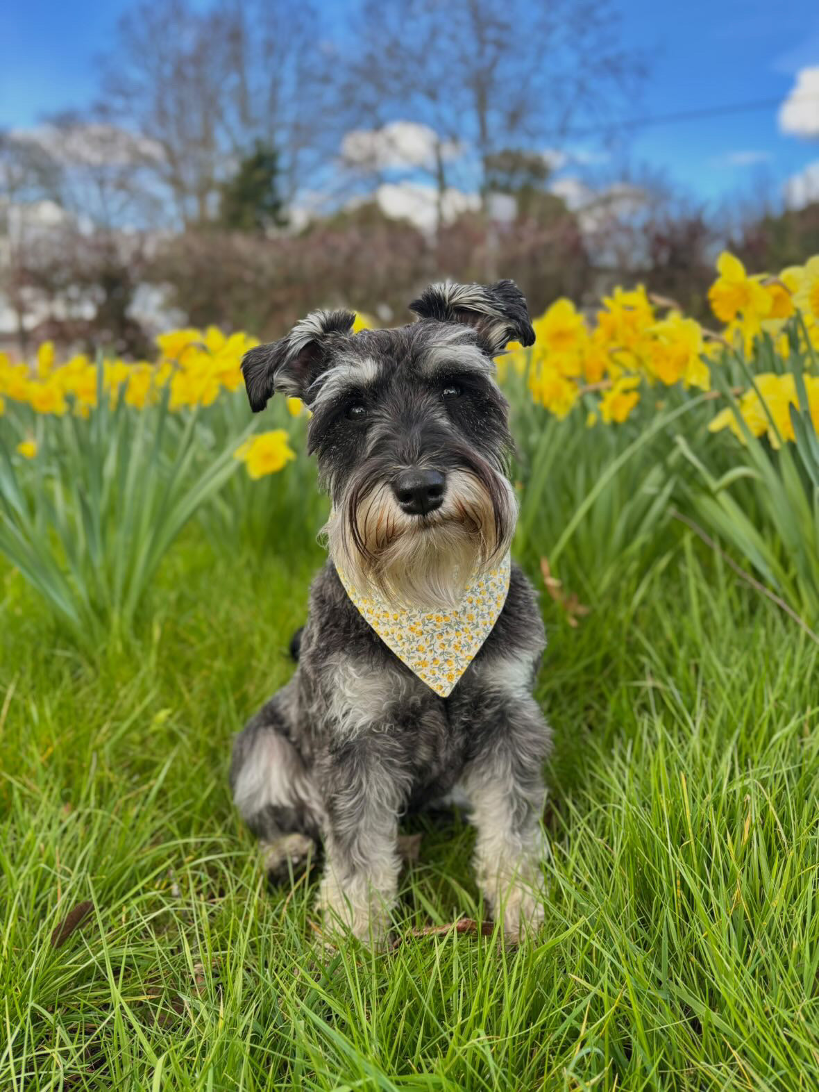 ‘Spring Flowers’ Pet Bandana