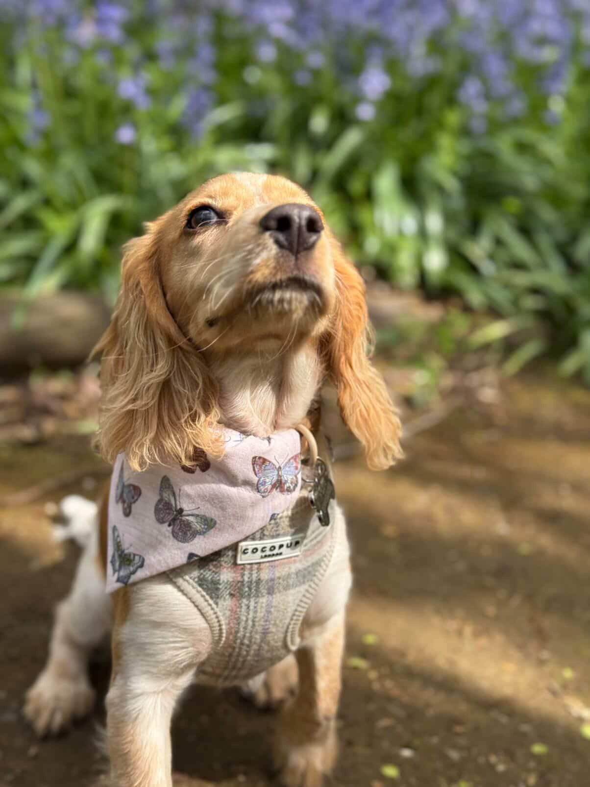 ‘Flutterby Dreams’ Pet Bandana