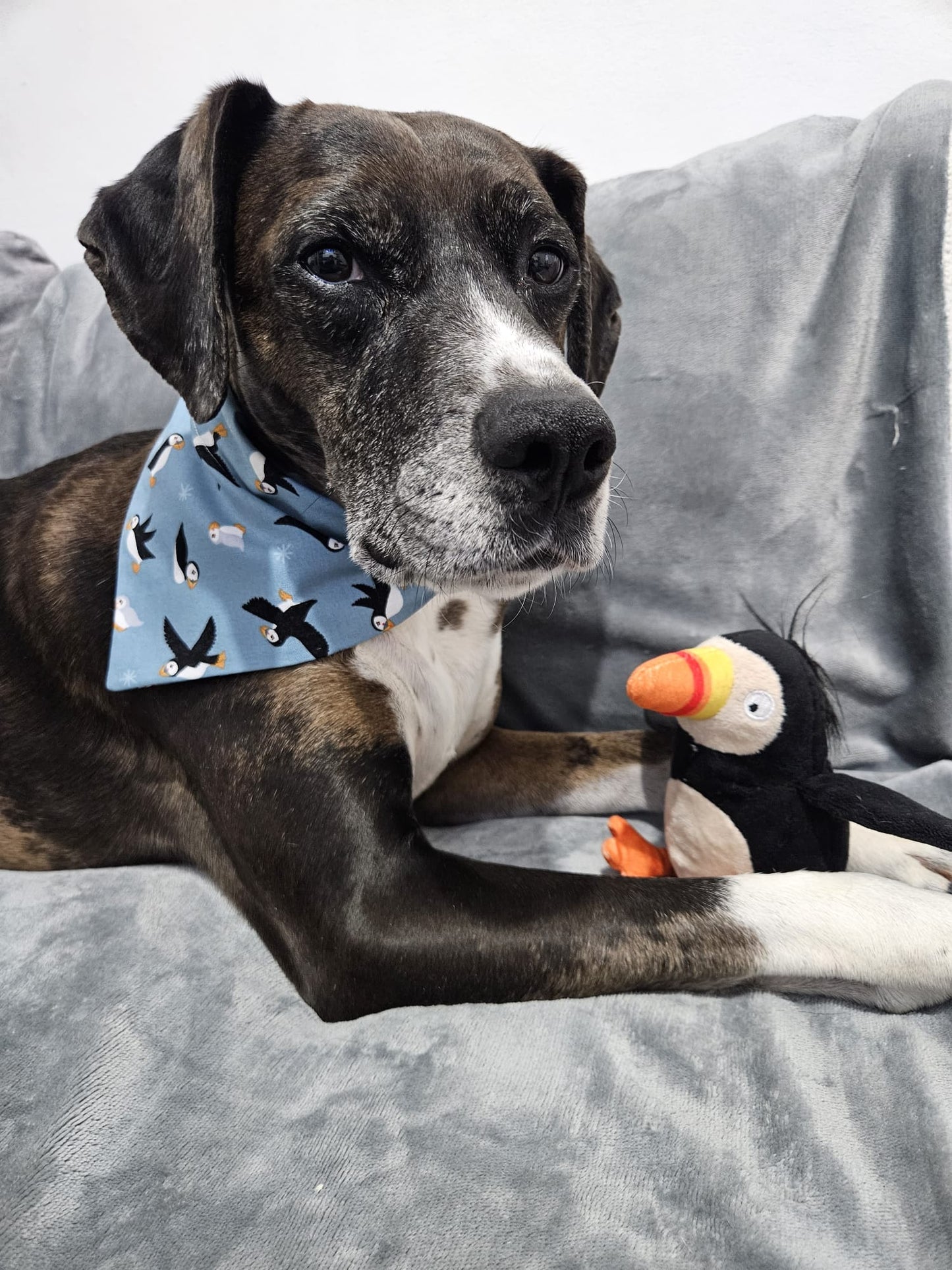‘Puffin Love’ Pet Bandana