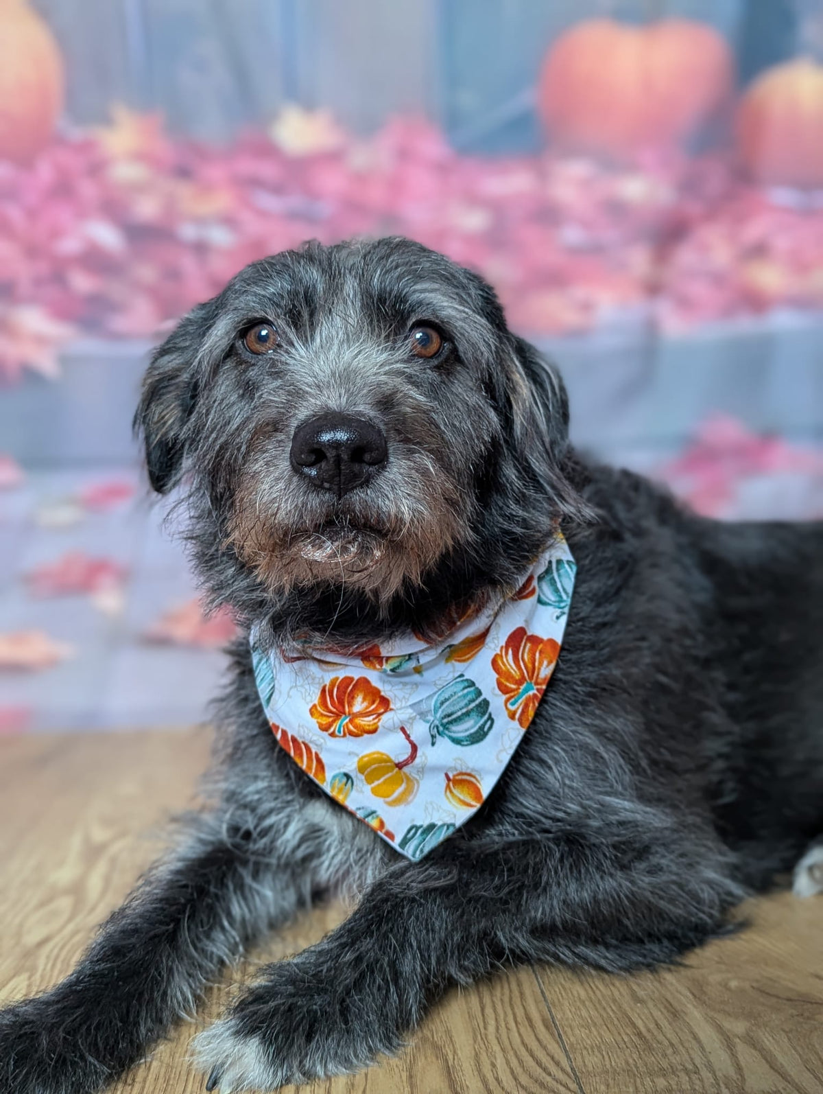 ‘Autumn Pumpkins’ Dog Bandana / Cat Bandana